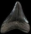 Black, Juvenile Megalodon Tooth - South Carolina #49951-1